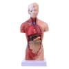 128242-Ljudski-torzo-model-tijela-anatomija-anatomski-medicinski-4