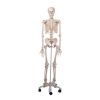 A10_01_Skeleton-Model-Stan-300x300